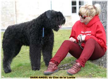 bouvier des flandres image prot&eacute;g&eacute;e par un copyright du clos de la luette
